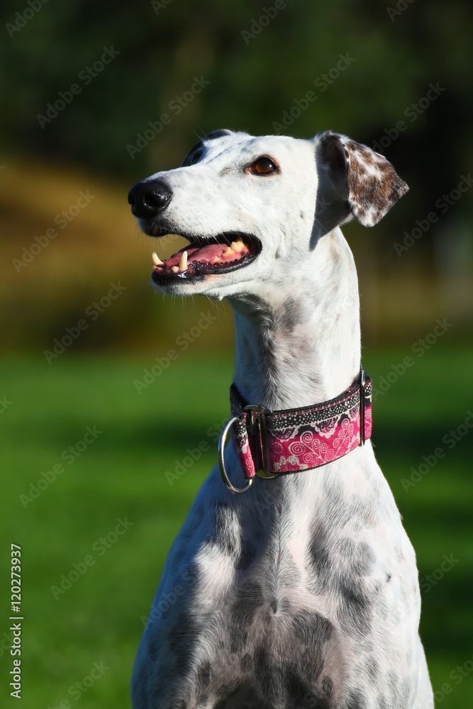 hechelnder weißer Greyhound