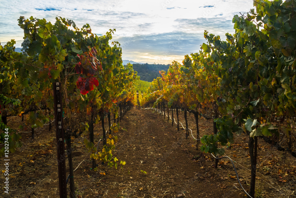 Autumn colors of a Sonoma California vineyard row at harvest
