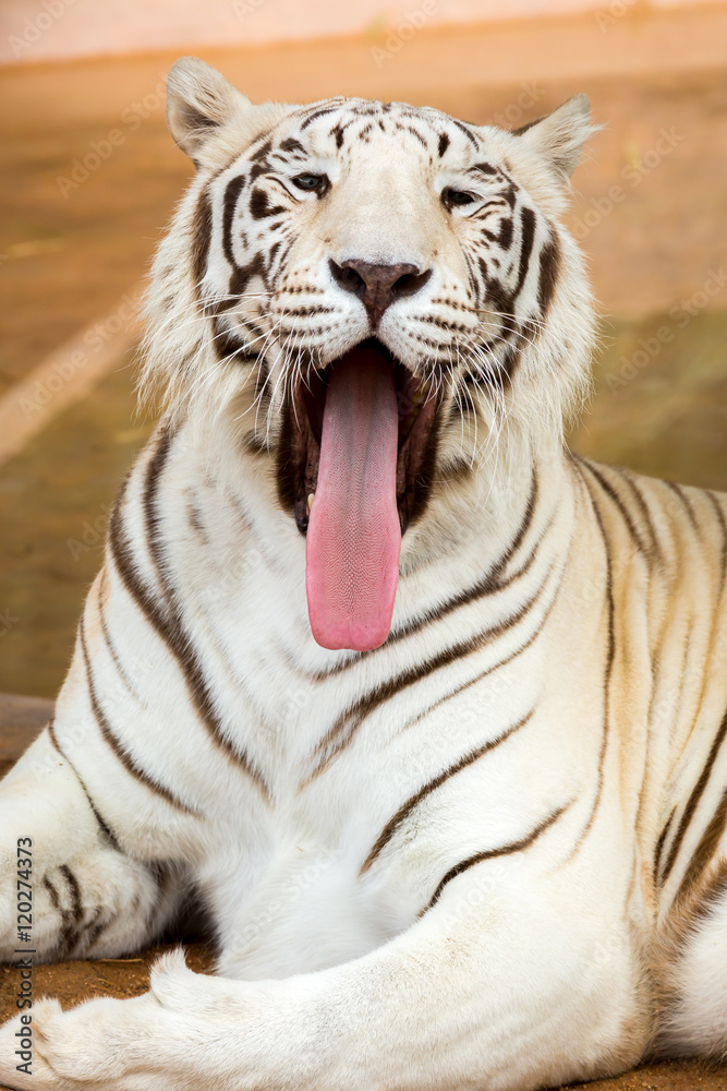 Fototapeta premium White Tiger at the zoo