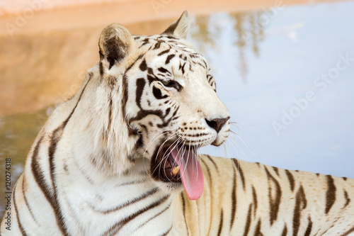 Fototapeta Naklejka Na Ścianę i Meble -  White Tiger at the zoo