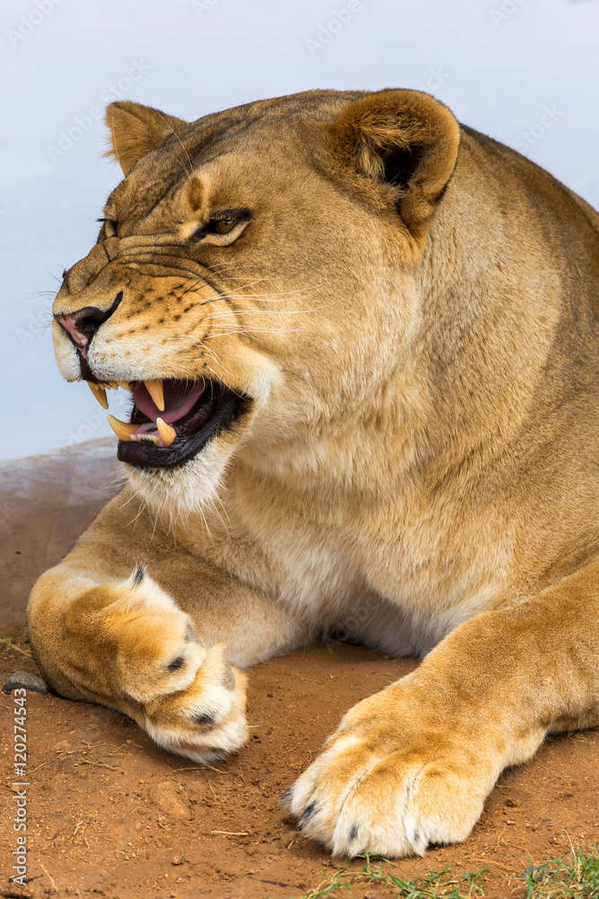 Obraz premium White Tiger at the zoo
