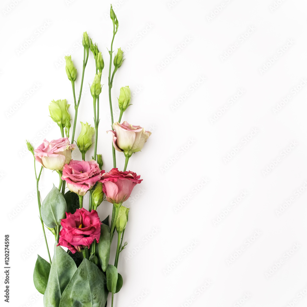 Red flowers on white background with free space for text. Top view Red flowers on white background with free space for text. Top view