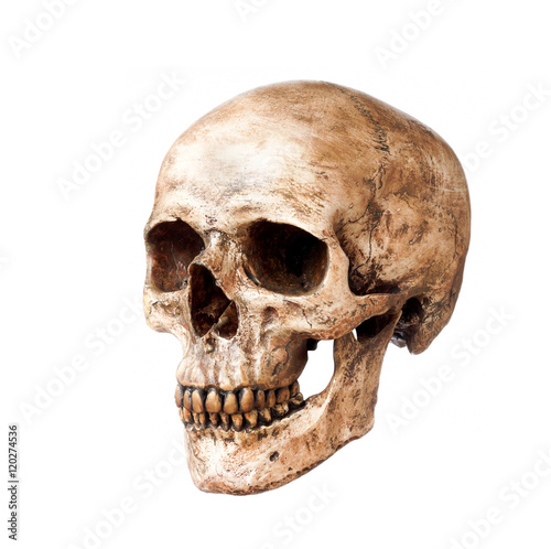skull isolated on white
