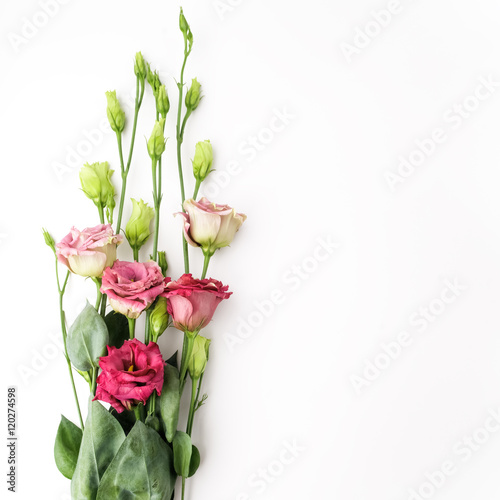 Red flowers on white background with free space for text. Top view