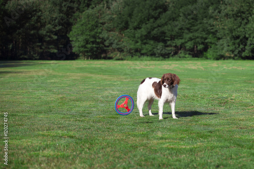 dog looking at a moving frisbee in a meadow