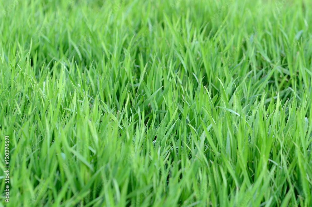 Macro detail of blades of grass Macro detail of blades of grass