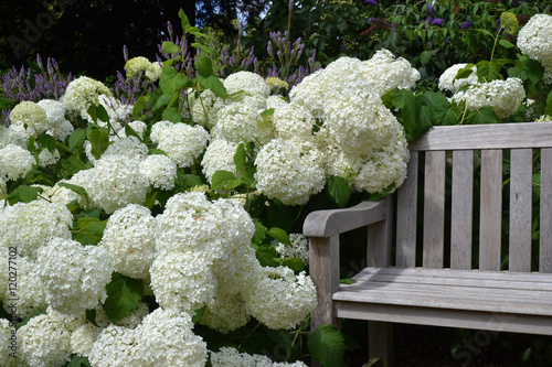 Canvastavla Hortensias blanc au jardin (Hydrangea)