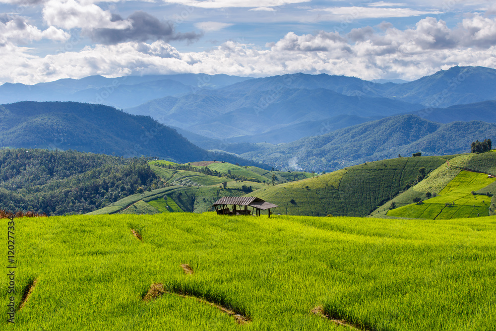 Fototapeta premium Green Terraced Rice Field in Pa Pong Pieng , Mae Chaem, Chiang Mai, Thailand