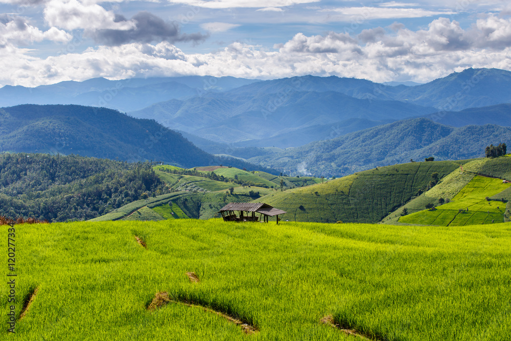 Green Terraced Rice Field in Pa Pong Pieng , Mae Chaem, Chiang Mai, Thailand