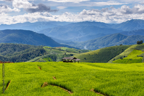 Green Terraced Rice Field in Pa Pong Pieng , Mae Chaem, Chiang Mai, Thailand