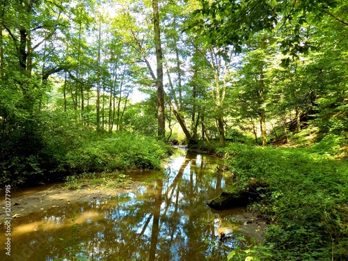 Creek in deciduous forest in wild nature