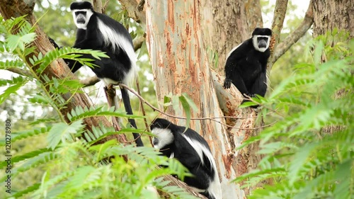 Black-and-white Colobus, Colobus guereza occidentalis, Nkuruba Lake, Uganda. photo