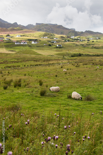 Gründe Landschaft mit Schafen, Skye, Schottland