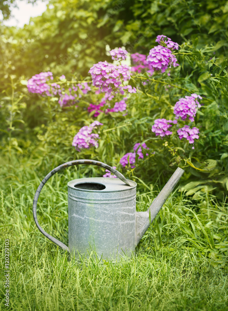 Old metal watering can on a background of pink phlox garden flowers and grass. Old metal watering can on a background of pink phlox garden flowers and grass.