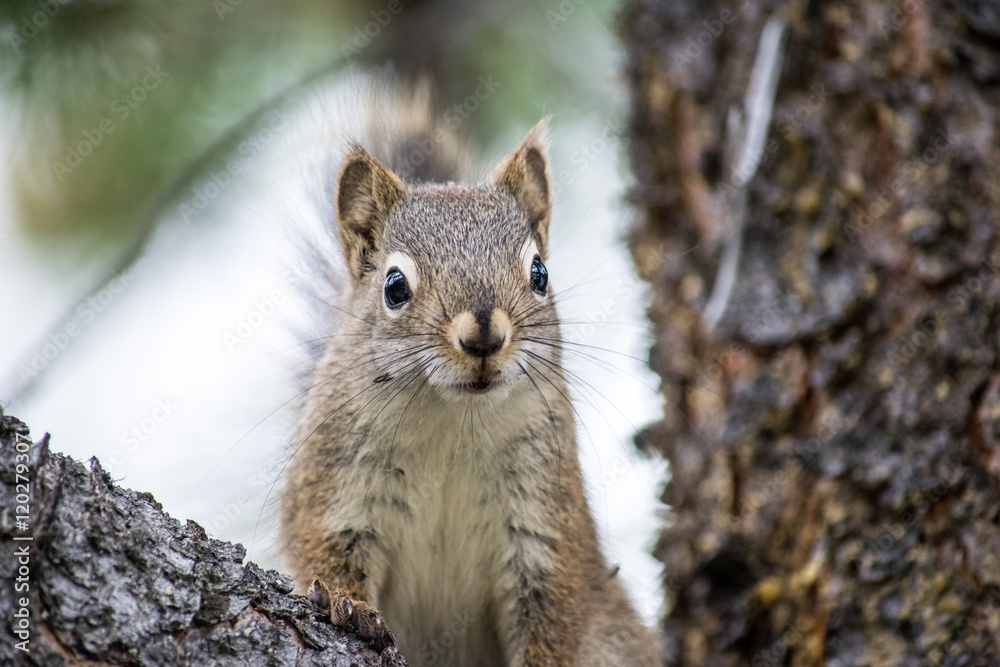 Eichhörnchen auf Baum bzw. Ast in Canada. Eichhörnchen auf Baum bzw. Ast in Canada.