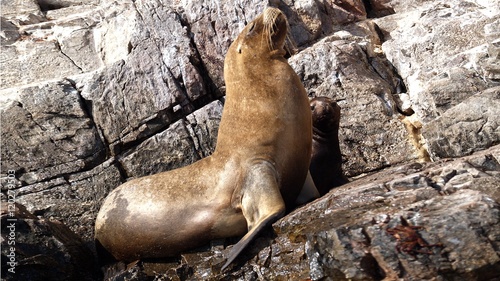 Seelöwe mit Nachwuchs auf Felsenklippen photo