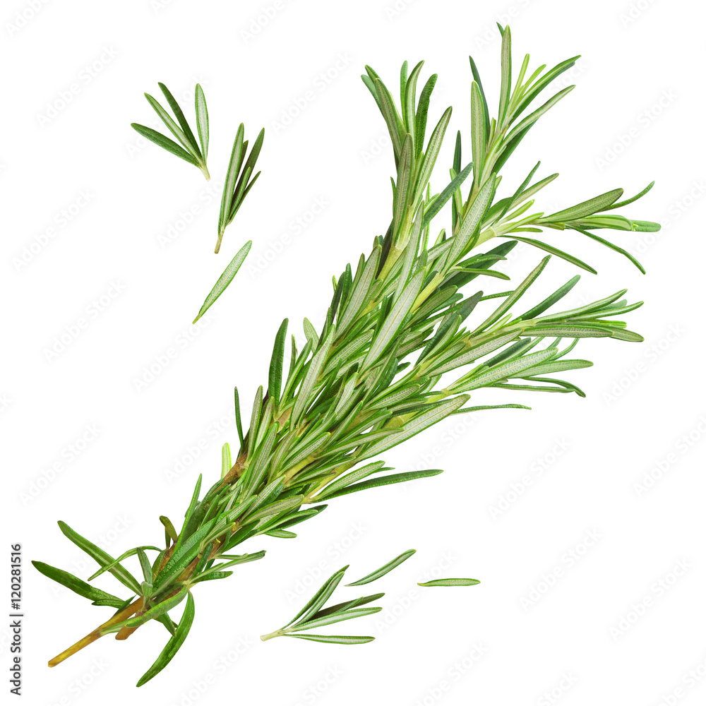 Fototapeta premium Fresh rosemary isolated on a white background