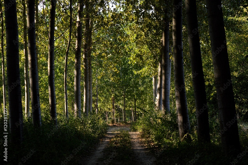 Fototapeta premium Forêt en automne