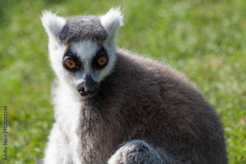 Madagascan Ring Tailed Lemur - Close up Staring Ahead with Green Grass Background