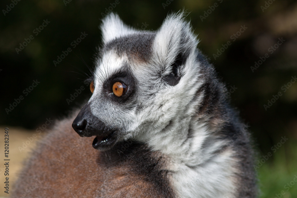Madagascan Ring Tailed Lemur - Close Up Sideways Head Shot