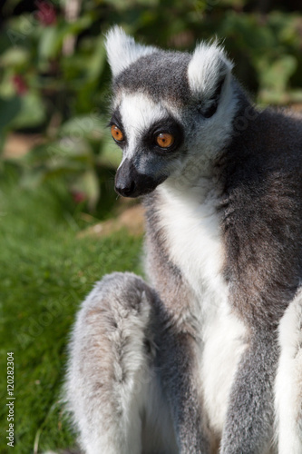 Madagascan Ring Tailed Lemur Close Up - Green Grass Background, Staring Eyes