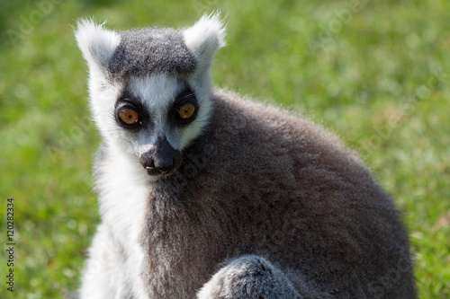 Madagascan Ring Tailed Lemur - Close up Staring Ahead with Green Grass Background