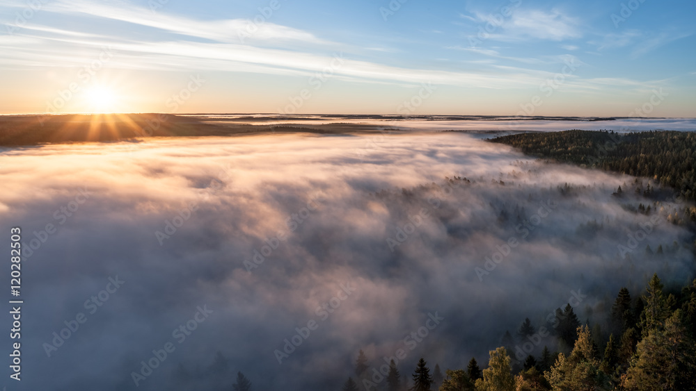 Mist swallows forrest Mist swallows forrest