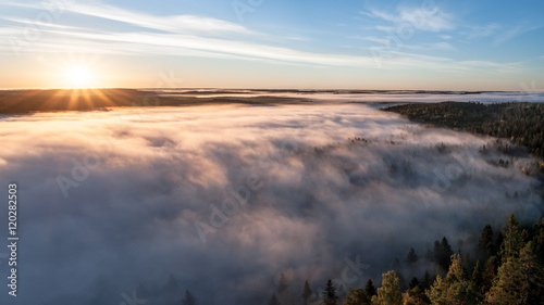 Mist swallows forrest