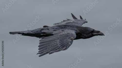 Raven flies