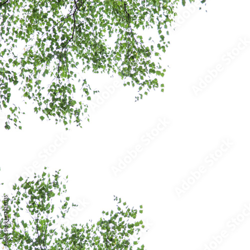 branches of silver birch on a white background, Betula pendula