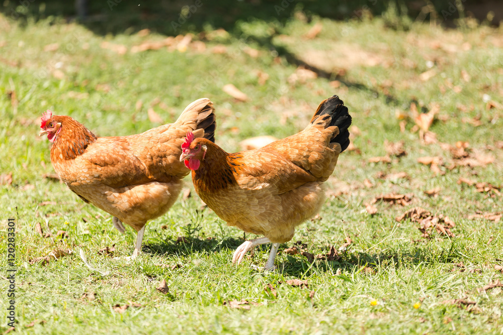 Fototapeta premium Home ecological farming hens