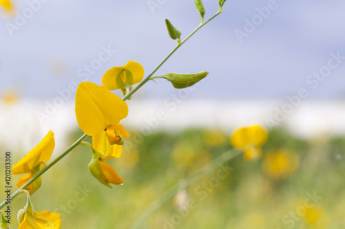 Sesbania Flower photo