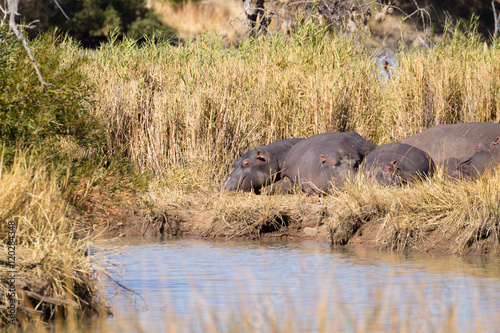 Herd of hippos sleeping, Pilanesberg National Park, South Africa