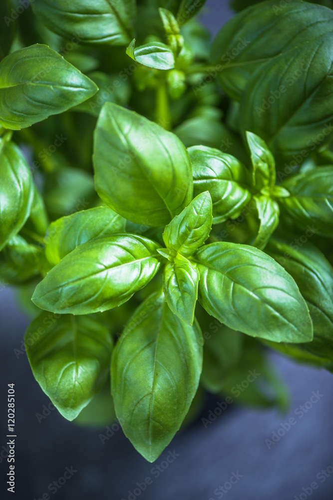 Fresh herb basill in pot Fresh herb basill in pot