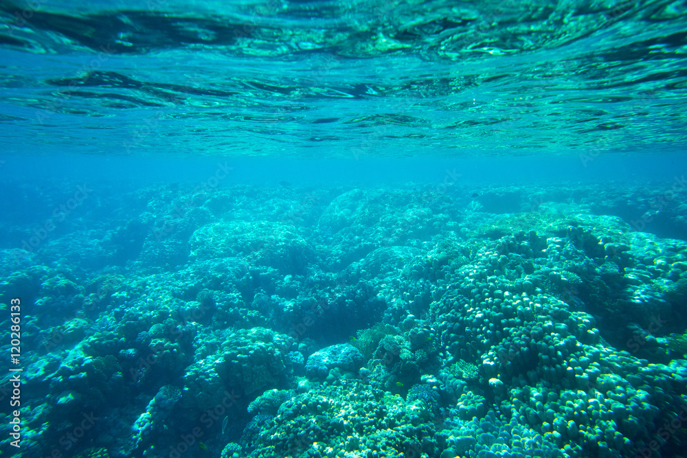 Fototapeta premium underwater