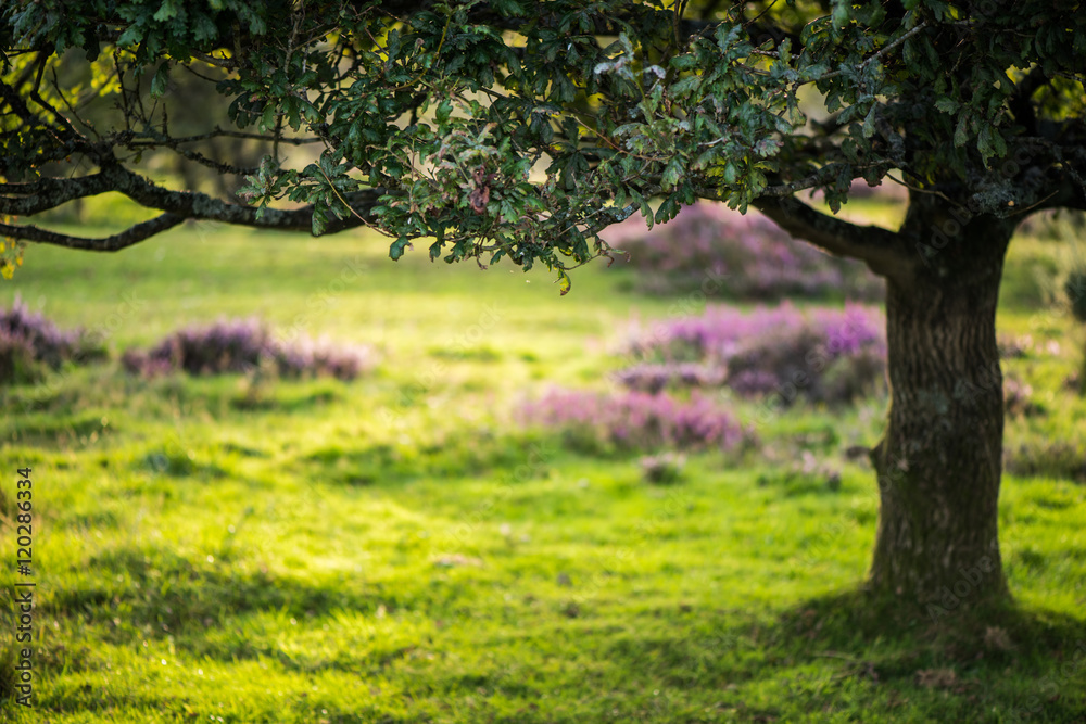 Fototapeta premium Autumn scene in park or meadow