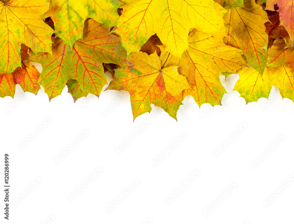 autumn maple leaves isolated on a white autumn maple leaves isolated on a white