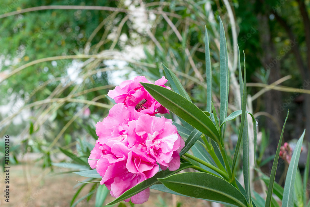 Oleander shrub, pink rose flowers with leaves. (Nerium oleander L.). Flowering pink oleander in the garden in summer.