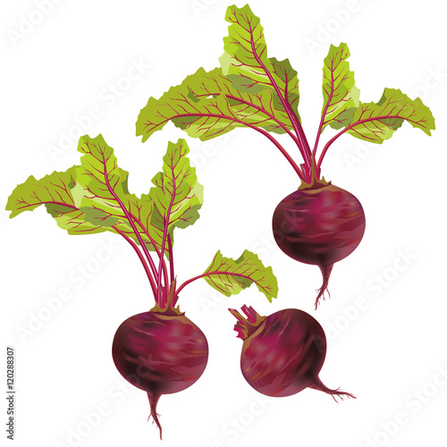 Vegetable beet isolated on white background