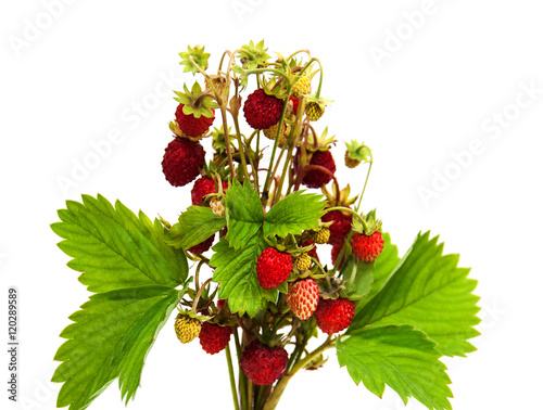 bunch of wild strawberry