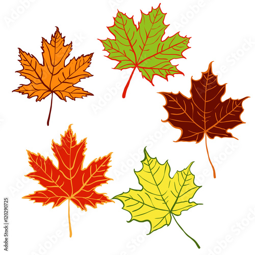 cartoon autumn leaf set