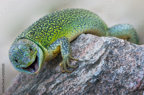 western green lizard (Lacerta bilineata) photo
