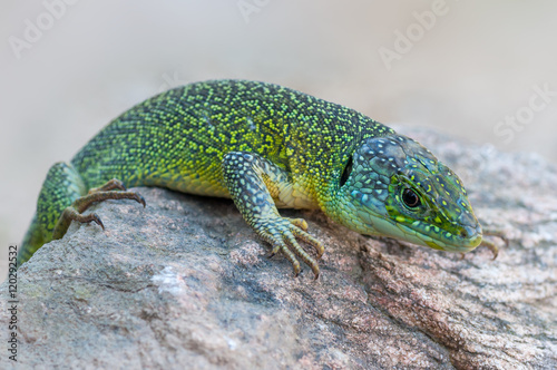 western green lizard  Lacerta bilineata 