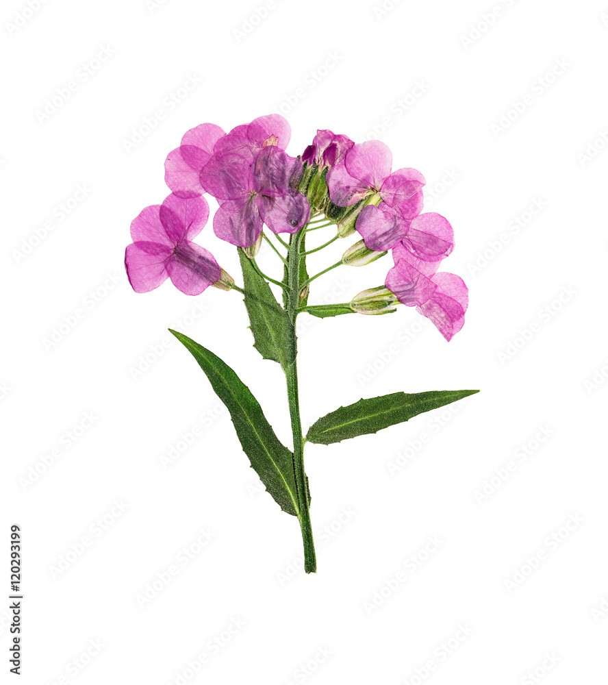 Pressed and dried flowers  hesperis.
