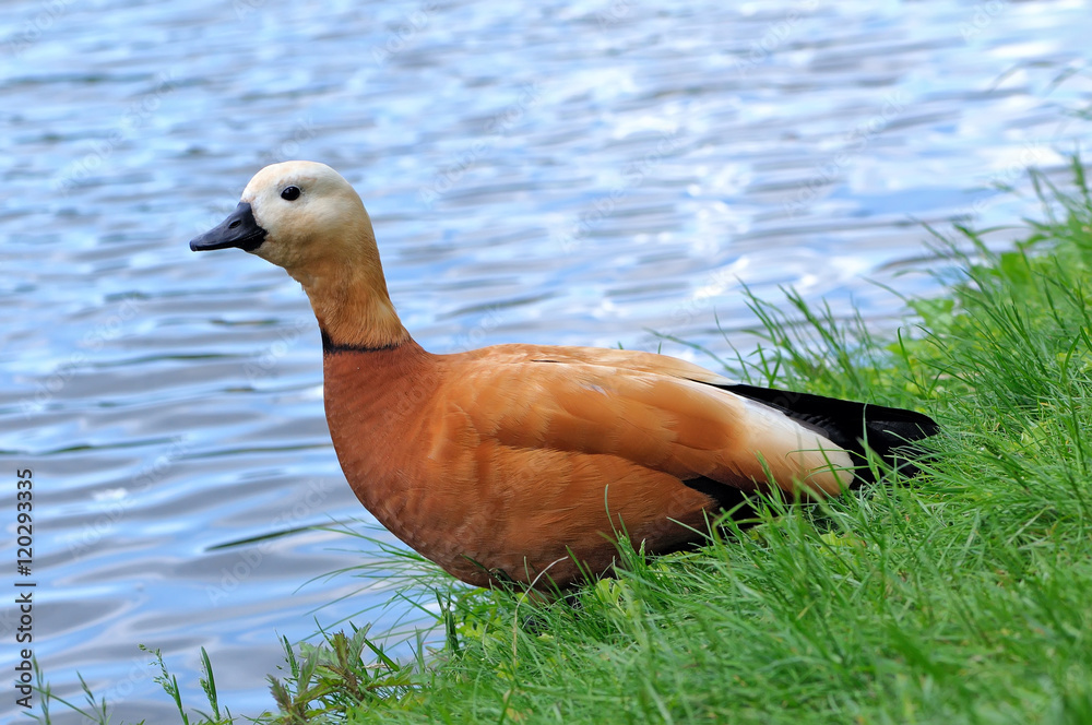 Ruddy shelduck Tadorna ferruginea on the green grass Ruddy shelduck Tadorna ferruginea on the green grass