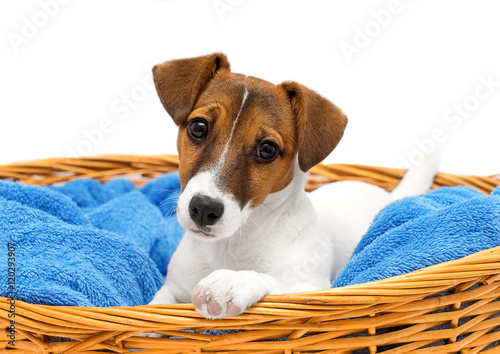 Puppy Jack Russell Terrier lying in a wicker basket close-up