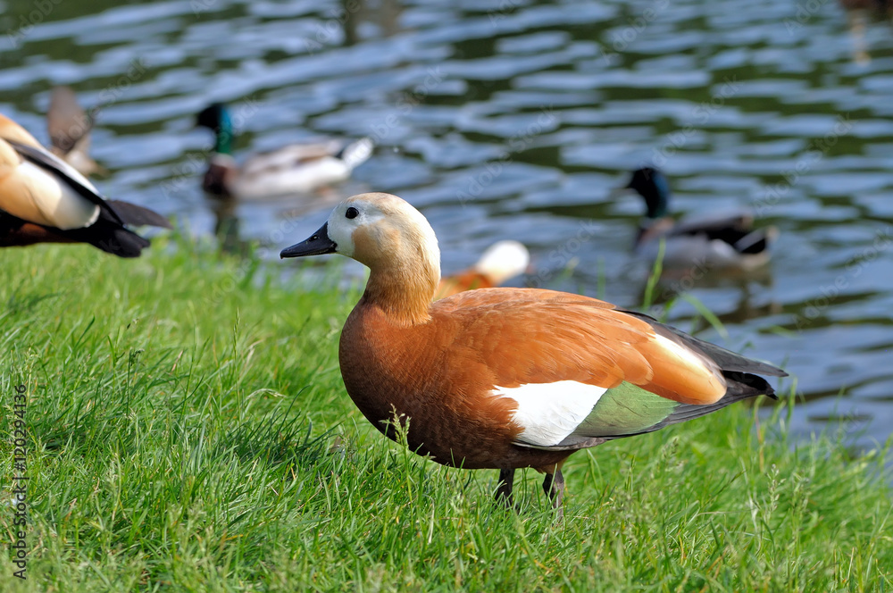 Ruddy shelduck Tadorna ferruginea on the green grass Ruddy shelduck Tadorna ferruginea on the green grass