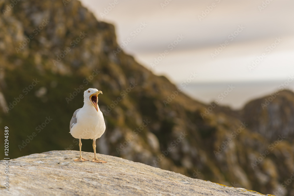 Naklejka premium Gaviota al atardecer en Islas Cies (Pontevedra, España).