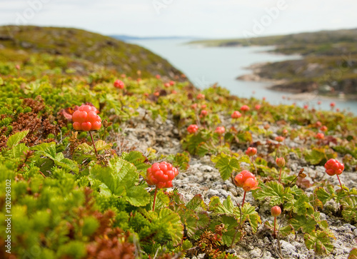 cloudberries on the beach photo