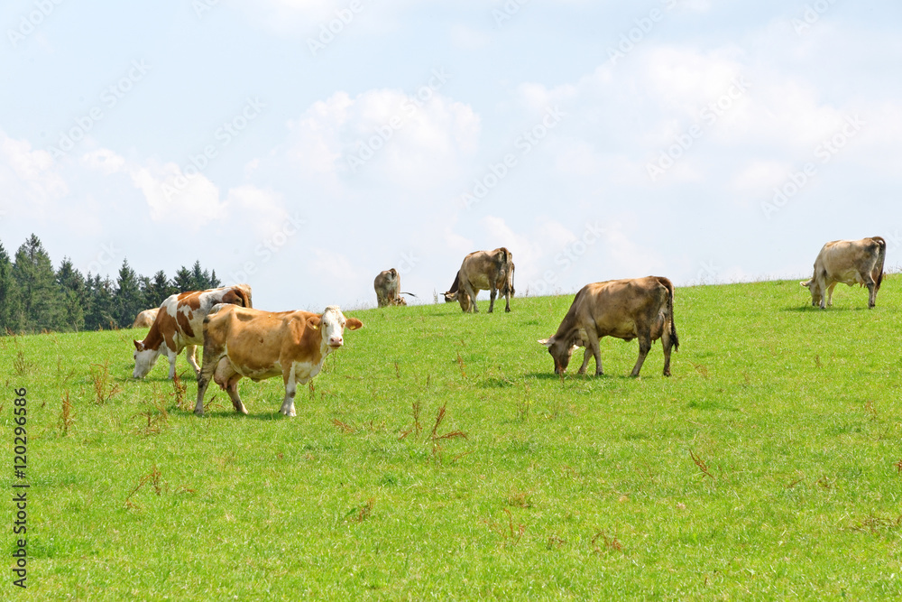 Meadow with cows in Bavaria, Germany.